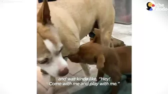 This Adorable Puppy Wouldn’t Stop Smiling in Her Shelter Kennel | The Dodo