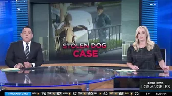 Pit Bull Stolen From Long Beach Front Yard, Snatched By It's Collar