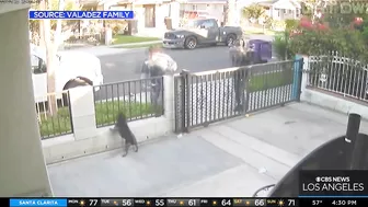 Pit Bull Stolen From Long Beach Front Yard, Snatched By It's Collar