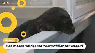 Zeldzame zeehond 'Evi' uitgezet in zee