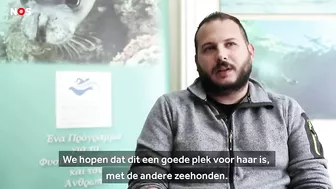 Zeldzame zeehond 'Evi' uitgezet in zee