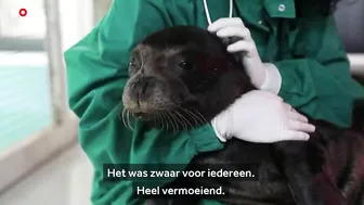 Zeldzame zeehond 'Evi' uitgezet in zee