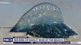 Man O’ War are washing ashore at New Smyrna Beach