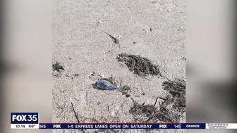 Man O’ War are washing ashore at New Smyrna Beach