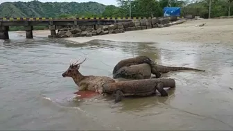 Komodo Dragon catches deer alive on the beach