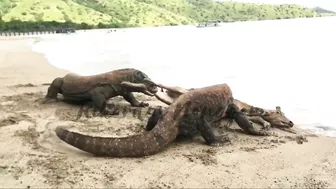 Komodo Dragon catches deer alive on the beach