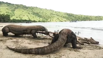 Komodo Dragon catches deer alive on the beach