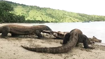 Komodo Dragon catches deer alive on the beach