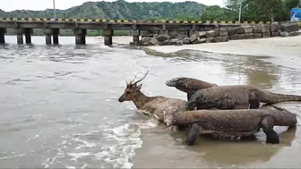 Komodo Dragon catches deer alive on the beach