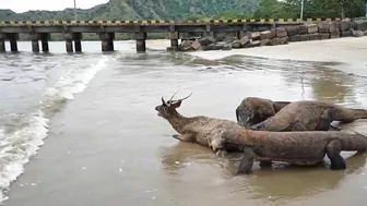 Komodo Dragon catches deer alive on the beach