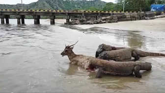 Komodo Dragon catches deer alive on the beach