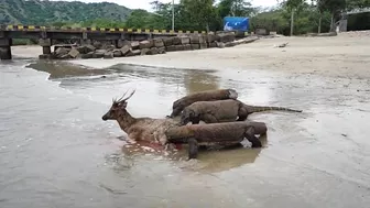 Komodo Dragon catches deer alive on the beach