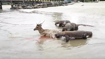 Komodo Dragon catches deer alive on the beach