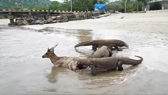 Komodo Dragon catches deer alive on the beach