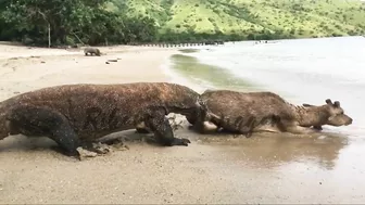 Komodo Dragon catches deer alive on the beach