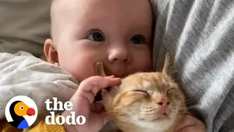 Baby Girl And Her Kitten Brother Are Completely Inseparable | The Dodo Soulmates