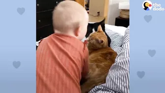 Baby Girl And Her Kitten Brother Are Completely Inseparable | The Dodo Soulmates