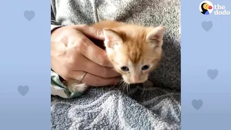 Baby Girl And Her Kitten Brother Are Completely Inseparable | The Dodo Soulmates