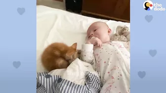 Baby Girl And Her Kitten Brother Are Completely Inseparable | The Dodo Soulmates