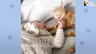 Baby Girl And Her Kitten Brother Are Completely Inseparable | The Dodo Soulmates