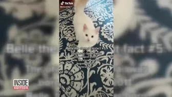 These Cloned Pets Are Not Your Normal TikTok Animals