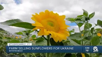 Farm in Palm Beach County selling sunflowers to support Ukraine