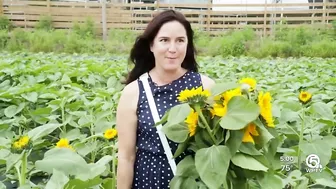 Farm in Palm Beach County selling sunflowers to support Ukraine