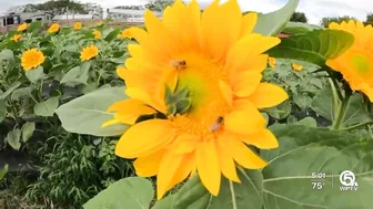 Farm in Palm Beach County selling sunflowers to support Ukraine