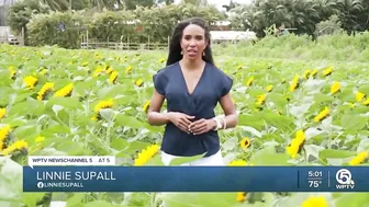 Farm in Palm Beach County selling sunflowers to support Ukraine