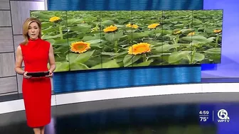 Farm in Palm Beach County selling sunflowers to support Ukraine