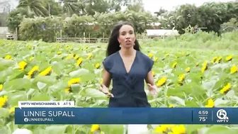 Farm in Palm Beach County selling sunflowers to support Ukraine