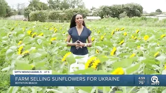 Farm in Palm Beach County selling sunflowers to support Ukraine