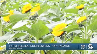 Farm in Palm Beach County selling sunflowers to support Ukraine