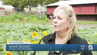 Farm in Palm Beach County selling sunflowers to support Ukraine