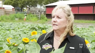 Farm in Palm Beach County selling sunflowers to support Ukraine