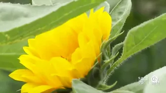 Farm in Palm Beach County selling sunflowers to support Ukraine