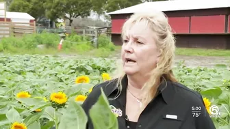 Farm in Palm Beach County selling sunflowers to support Ukraine