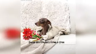 Starbox Dachshunds Compilation Chapter 72