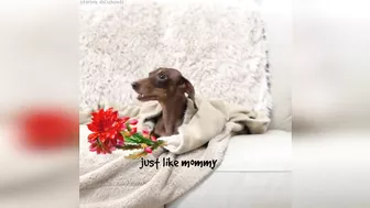 Starbox Dachshunds Compilation Chapter 72