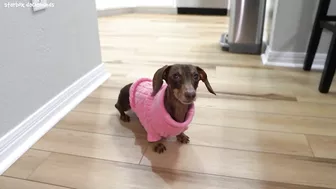 Starbox Dachshunds Compilation Chapter 72