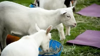 Gordon, Gino and Fred Try Goat Yoga | Gordon, Gino and Fred's Road Trip