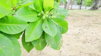 Bain Boeuf Public Beach walking Tour Mauritius