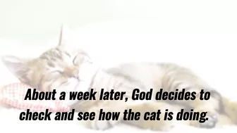 Funny Joke - A cat dies and goes to heaven