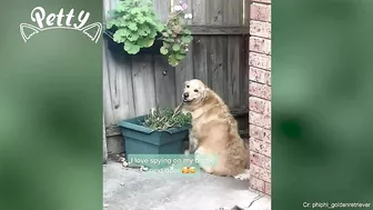 Happy Doggos That Will Absolutely Brighten Up Your Day ???? Funny Dog Compilation 2021