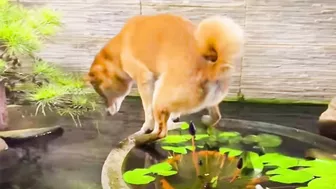 Happy Doggos That Will Absolutely Brighten Up Your Day ???? Funny Dog Compilation 2021