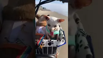 Cute rescue chihuahuas get VIP bike ride to the beach!