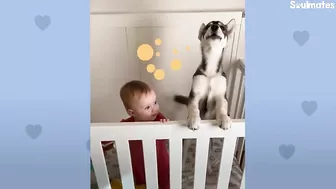 Baby Husky Grows Up With Baby Girl And They Do Everything Together | The Dodo Soulmates