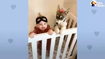 Baby Husky Grows Up With Baby Girl And They Do Everything Together | The Dodo Soulmates