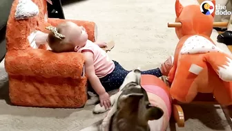 Baby Husky Grows Up With Baby Girl And They Do Everything Together | The Dodo Soulmates