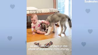 Baby Husky Grows Up With Baby Girl And They Do Everything Together | The Dodo Soulmates